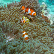 Clown Fishes in Anemone in Menjangan Marine Park thumbnail