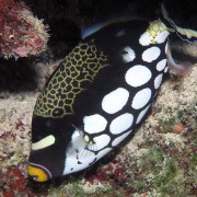Clown-triggerfish thumbnail