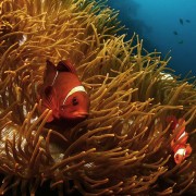 Clownfish-family thumbnail