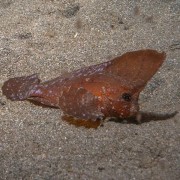 cockatoo-waspfish thumbnail