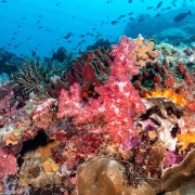 Colourful corals in Bali Manta Point, Nusa Penida thumbnail