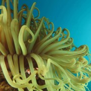 Condylactis Gigantea in Amed, Bali thumbnail