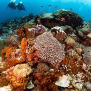 Coral floors in Crystal Bay, Nusa Lembongan thumbnail