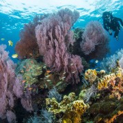 Coral hill in Eels Garden, Menjangan thumbnail