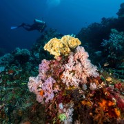 Coral rock in Pyramids dive site, Amed, Bali thumbnail