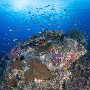 Coral Rock in Santal, Nusa Penida thumbnail