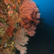 Coral Wall in Bunutan, Amed, Bali thumbnail