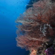 Coral wall in Cave Point, Menjangan thumbnail