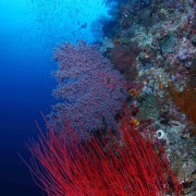 Coral Wall in Cave Point thumbnail