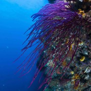 Coral wall in Eels Garden, Menjangan Marine Park thumbnail