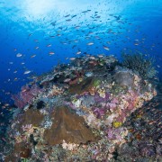 Corals rock next to the Japanese Wreck in Amed, Bali thumbnail