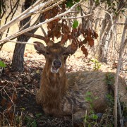 Deer on Menjangan island thumbnail