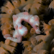 Denise Pigmy Seahorse thumbnail