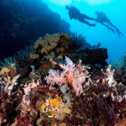 Dive in Blue Corner, Nusa Lembongan thumbnail
