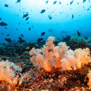 Dive in Nusa Lembongan thumbnail