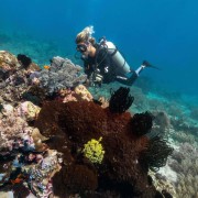 Dive in POS 2, Menjangan Marine Park thumbnail