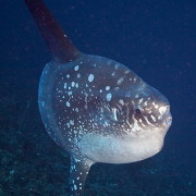Dive with Mola Mola in Nusa Lembongan thumbnail
