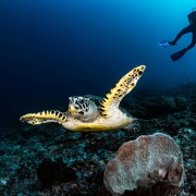 Dive with Sea Turtle in Mangrove, Nusa Penida thumbnail