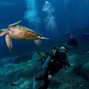Dive with Sea Turtle in Nusa Penida thumbnail