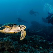 Dive with Sea Turtle in Sampalan, Nusa Penida thumbnail