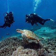 Dive with Sea Turtles in Mangrove, Nusa Lembongan thumbnail