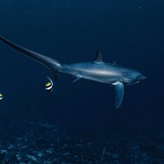 Dive with Thresher Shark in Sampalan, Nusa Penida thumbnail