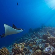 Eagle-ray thumbnail