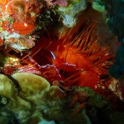 Electric-clam-night-dive-Tulamben thumbnail