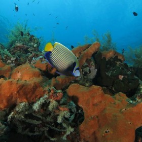Emperor-Angelfish-in-Coral-Garden thumbnail
