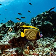 Emperor Angelfish in SD, Nusa Lembongan thumbnail