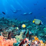 Emperor Angelfish in Toyapakeh, Nusa Lembongan thumbnail