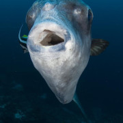 Facing a Mola Mola in Bali thumbnail