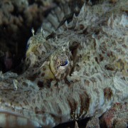 Faune of Blue Corner, Nusa Lembongan thumbnail