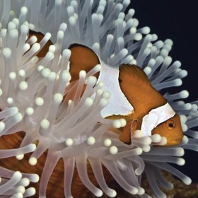 Finding-Nemo-in-Tulamben thumbnail