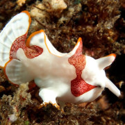 Frogfish Close Up in Amed, Bali thumbnail