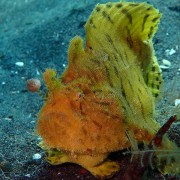 Frogfish-in-Secret-Bay-Pemuteran thumbnail