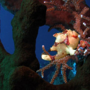 Frogfish on the Coral in Tulamben, Bali thumbnail