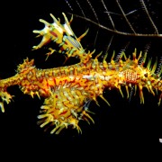 Ghost Pipefish in Pemuteran Bay, macro night dive thumbnail