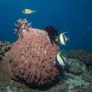 Giant Gorgonia and Bannerfishes in Golden Rock dive site in Amed, Bali thumbnail