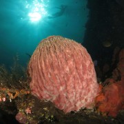 Giant Gorgonia in Jemeluk Bay, Amed, Bali thumbnail