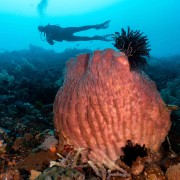 Giant Gorgonia in Nusa Penida thumbnail