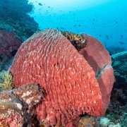 Giant Gorgonia in Pura PED, Nusa Penida thumbnail