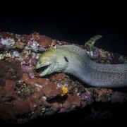 Giant Moray on the USAT Liberty Shipwreck in Tulamben, Bali thumbnail