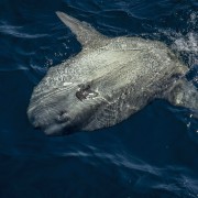 Giant Sunfish, Mola Mola at the surface in Crystal Bay, Nusa Penida thumbnail