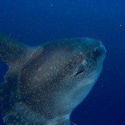 Giant Sunfish thumbnail