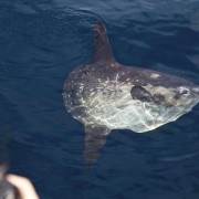 Giant Sunfish Mola Mola at the surface in Blue Corner, Nusa Lembongan thumbnail