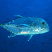 Giant-trevally thumbnail
