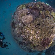 Go dive in Crystal Bay, Nusa Penida thumbnail