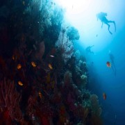 Go diving in Bat Cave, Menjangan Marine Park thumbnail