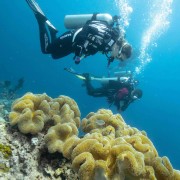 Go diving in Eels Garden, Menjangan thumbnail